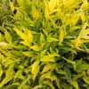 Nandina Lemon Lime 30-40cm zimozielona