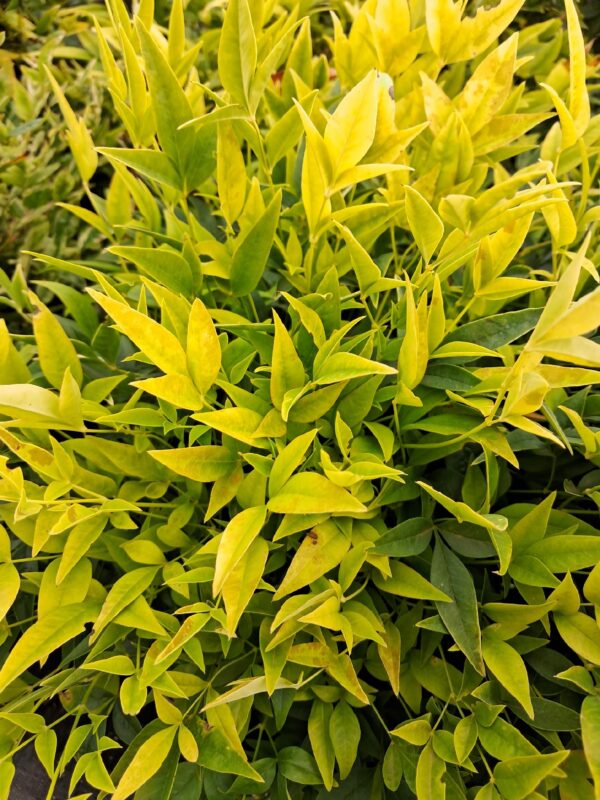 Nandina Lemon Lime 30-40cm zimozielona