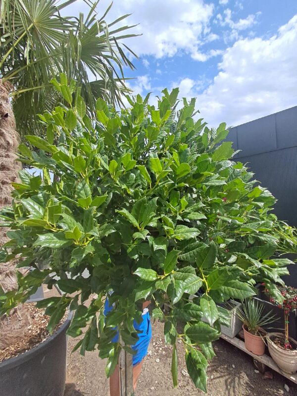 Ostrokrzew zimozielony formowany na pniu 160cm, mrozoodporny, ogród, taras