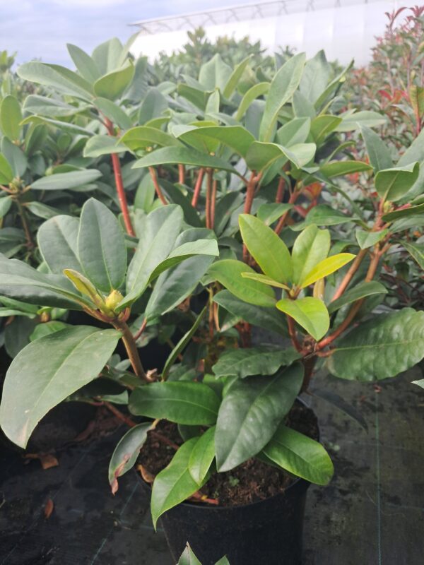 Rododendron/różanecznik 'Hybrid Sternzauber' zimozielony