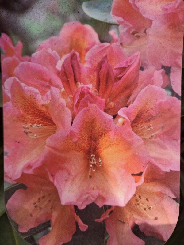 Rododendron/różanecznik 'Hibride Olga' zimozielony