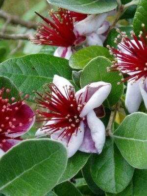 Feijoa (Akka sellowa) egzotyczne drzewko, jadalne owoce 140cm
