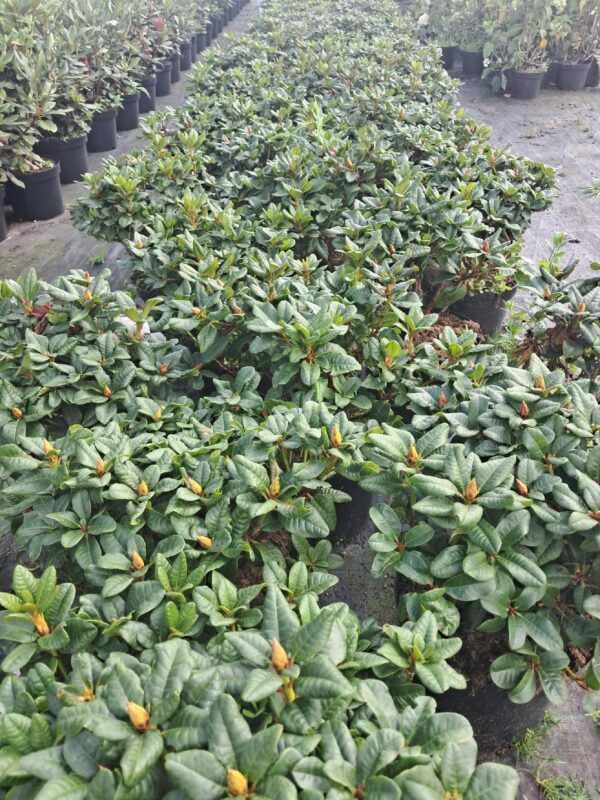 Rododendron/różanecznik 'Scarlet Wonder' karłowaty, niski