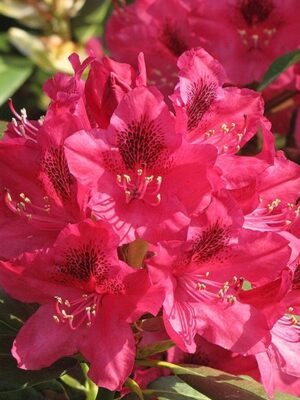 Rododendron/różanecznik 'Nova Zembla' zimozielony, niezawodna odmiana