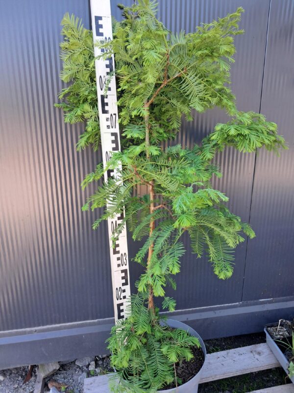 Metasekwoja-karłowa Chubby 100cm,szybkorosnące, mrozoodporne, iglaste