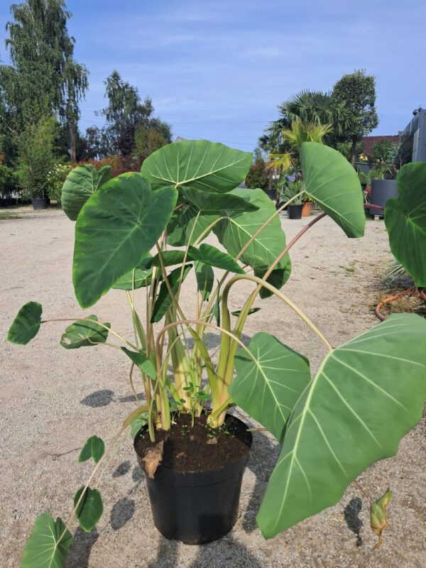 Kolokazja Pink China, duża sadzonka, egzotyk, szybkorosnąca roślina