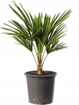 Palma Trachycarpus Fortunei, zimozielona, egzotyk, ogród, donica 70-90 cm
