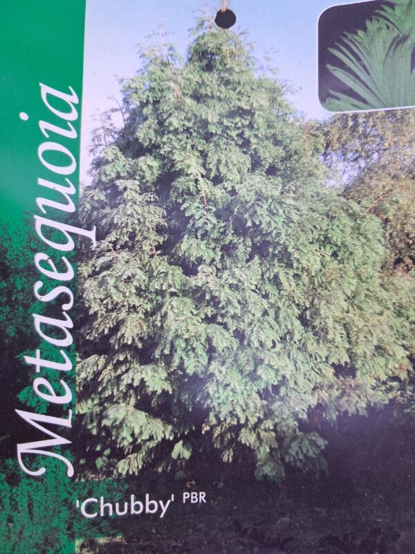 Metasekwoja-karłowa Chubby 100cm,szybkorosnące, mrozoodporne, iglaste