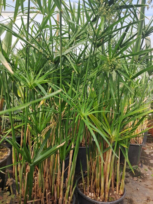 Papirus GĘSTA SADZONKA 9L