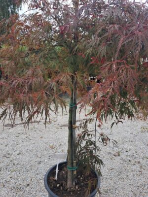 Klon Garnet duży okaz rozłożysty na nodze