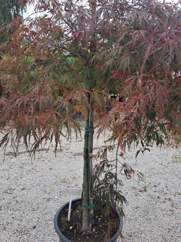 Klon Garnet duży okaz rozłożysty na nodze