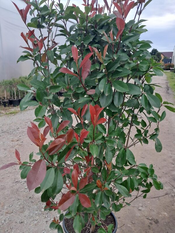 Głogownik 'Red Robin' krzew zimozielony, 150cm