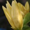 Magnolia Yellow River kremowo-żółte kwiaty, mrozoodporna, duża sadzonka