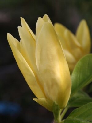 Magnolia Yellow River kremowo-żółte kwiaty, mrozoodporna, duża sadzonka