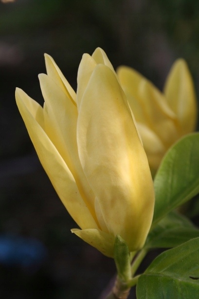Magnolia Yellow River kremowo-żółte kwiaty, mrozoodporna, duża sadzonka