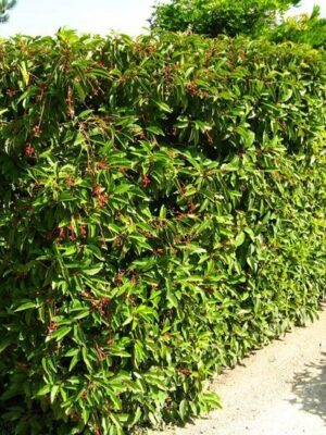 Laurowiśnia iberyjska-portugalska, żywopłot, donica-ogród