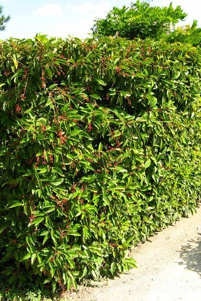 Laurowiśnia iberyjska-portugalska, żywopłot, donica-ogród