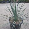Yucca Rostrata Mrozoodporna, zomozielona, egzotyk, słońce, ogród, donica 10L