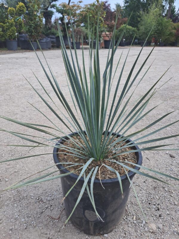 Yucca Rostrata Mrozoodporna, zomozielona, egzotyk, słońce, ogród, donica 10L