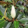 Magnolia zimozielona grandiflora 'Little Gem' ok160cm,kwitnąca latem