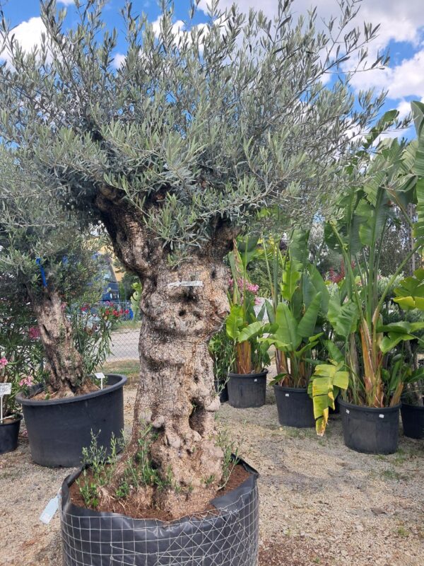 Oliwka europejska, stare drzewo, duży okaz, wysokość rośliny 250cm
