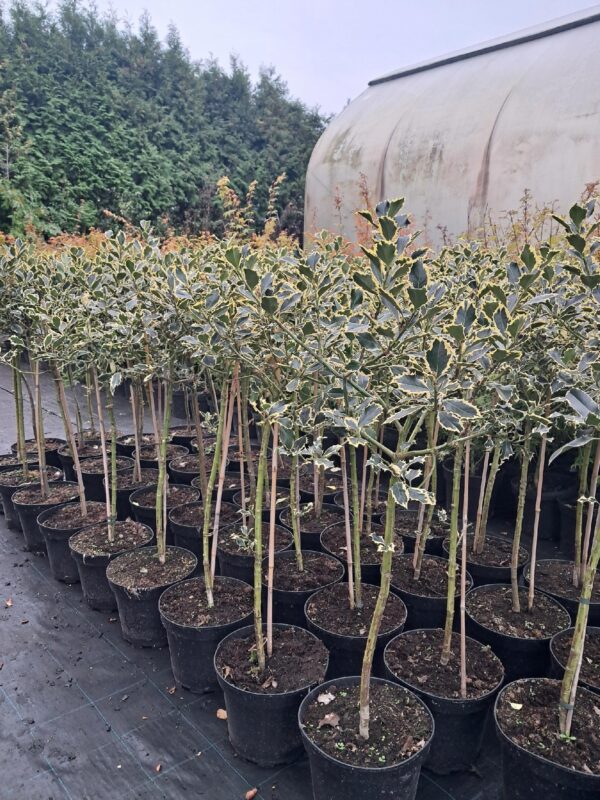 Ostrokrzew żółto-zielony, zimozielony, prowadzony na pniu