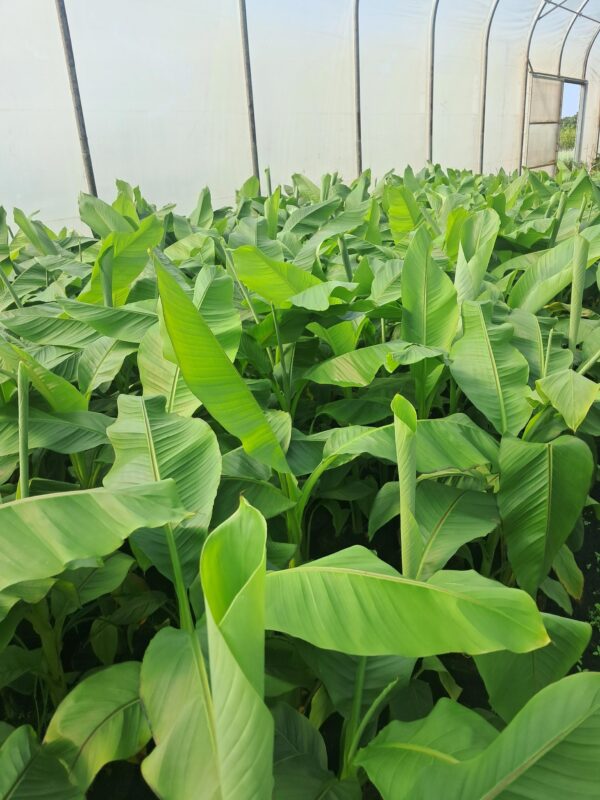 Bananowiec Musa Basjoo, egzotyk, donica, ogród, szybkorosnący