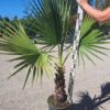 Palma Washingtonia Robusta 120-140cm, egzotyk, donica, ogród