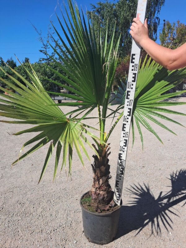 Palma Washingtonia Robusta 120-140cm, egzotyk, donica, ogród