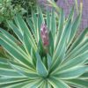 Yucca Gloriosa Variegata MROZOODPORNA, zimozielona, słońce, ogród, taras