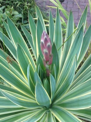 Yucca Gloriosa Variegata MROZOODPORNA, zimozielona, słońce, ogród, taras