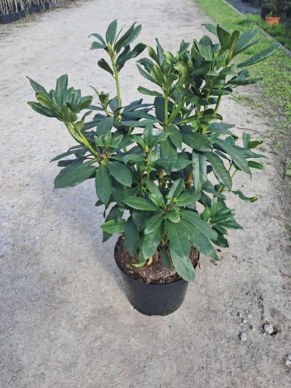 Rododendron/różanecznik 'Madame Masson' zimozielony, stara odmiana