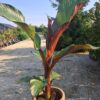 Bananowiec Ensete Maurelli, czerwone liście, szybkorosnący