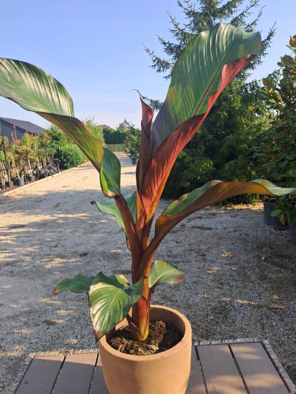 Bananowiec Ensete Maurelli, czerwone liście, szybkorosnący