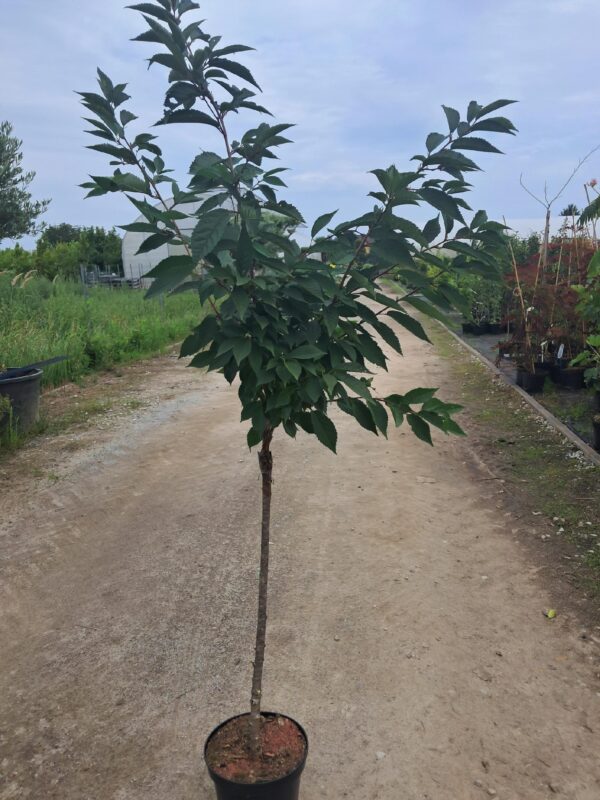 Wiśnia japońska 'Ruby' kwitnące drzewko