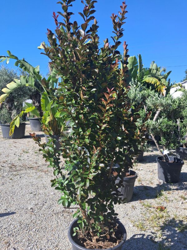 Lagerstroemia indyjska czerwona/różowa duży krzak, 'Bez Południa'