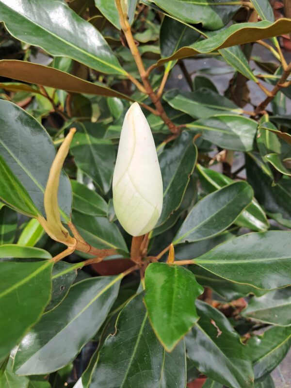 Magnolia Grandiflora Little Gem ZIMOZIELONA DUŻY KWIAT KWITNĄCA LATEM