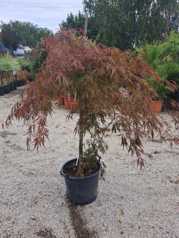 Klon Garnet duży okaz rozłożysty na nodze