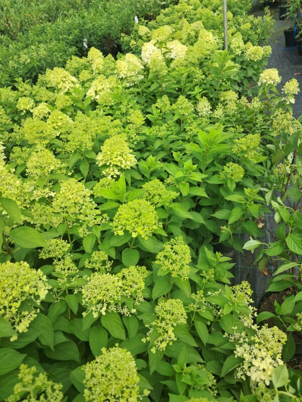 Hortensja bukietowa Limelight, mrozoodporna, duży kwiat