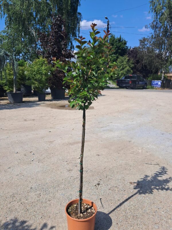 Lagerstroemia indyjska 'Dynamite' czerwone kwiaty, długo kwitnąca, na pniu 140-150