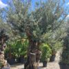 Oliwka europejska, stare drzewo, duży okaz, wysokość rośliny 200-230cm