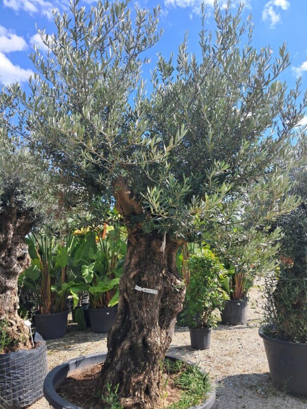 Oliwka europejska, stare drzewo, duży okaz, wysokość rośliny 200-230cm