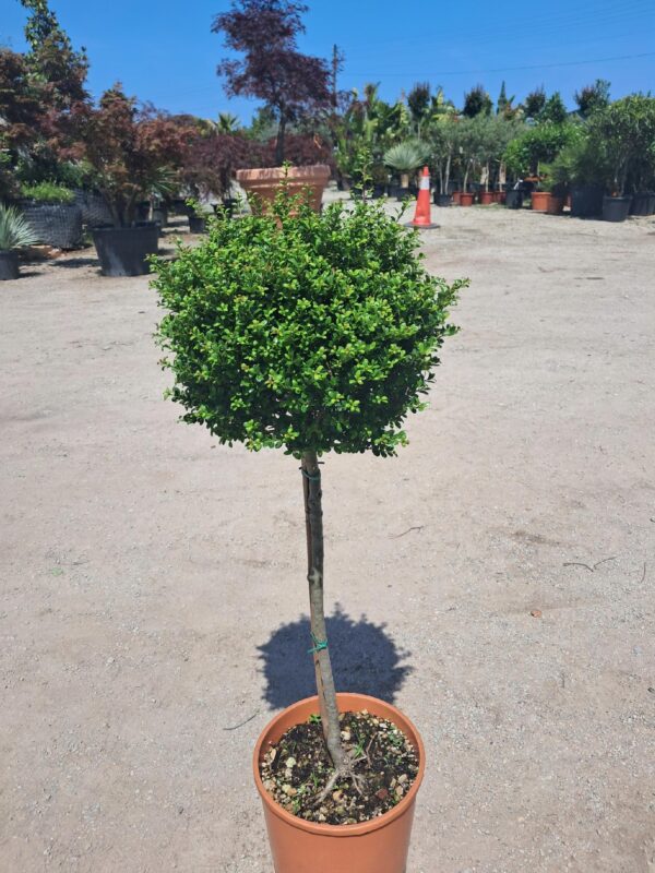 ILEX Crenata na pniu /alternatywa dla bukszpanu/ zimozielony, kula na pniu 80-90cm