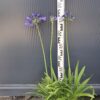 Agapanthus Timaru kompaktowa odmiana niebieski kwiat