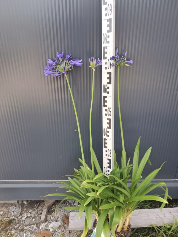 Agapanthus Timaru kompaktowa odmiana niebieski kwiat