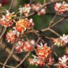 Edgeworthia chrysantha Red Dragon PAPIERODAJNA, ROSLINA KOLEKCJONERSKA