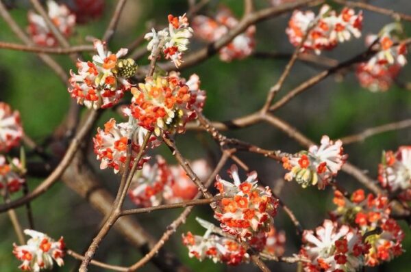 Edgeworthia chrysantha Red Dragon PAPIERODAJNA, ROSLINA KOLEKCJONERSKA