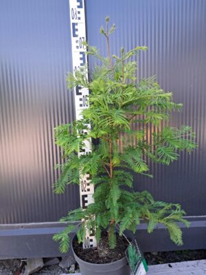 Metasekwoja karłowa Chubby, drzewo szybkorosnące, mrozoodporne, iglaste