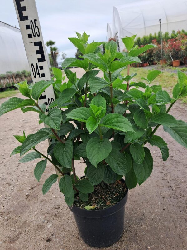 Hortensja bukietowa PAN KYUSHU donica C5