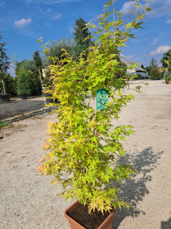 Klon palmowy 'Bi hoo' 110-130cm, ogród japoński, żółta kora